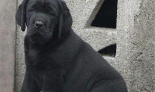 黑色拉布拉多犬价格 黑色拉布拉多犬价格